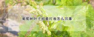 葡萄树叶子枯萎打卷怎么回事,第1图