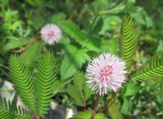 含羞草会开花吗，含羞草什么时候开花,第4图