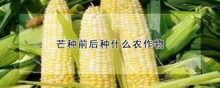 芒种前后种什么农作物,第1图