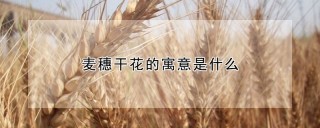 麦穗干花的寓意是什么,第1图