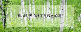 桦树冬天的叶子是绿色的吗?,第1图