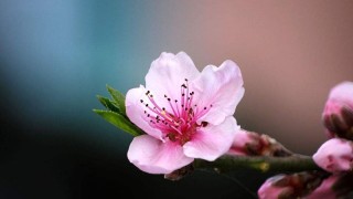 桃花花语与象征意义,第1图