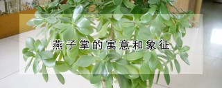 燕子掌的寓意和象征,第1图