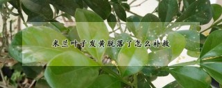 米兰叶子发黄脱落了怎么补救,第1图