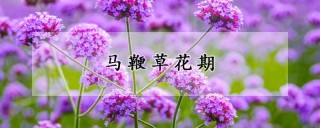 马鞭草花期,第1图