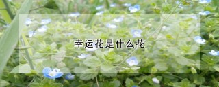 幸运花是什么花,第1图