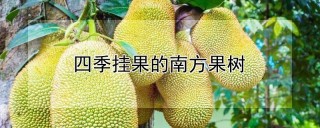 四季挂果的南方果树,第1图