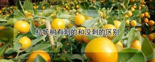 桔子树有刺的和没刺的区别,第1图