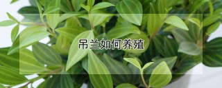 吊兰如何养殖,第1图