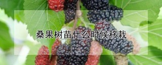 桑果树苗什么时候移栽,第1图