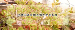 达摩宝珠多肉长得太高怎么办,第1图