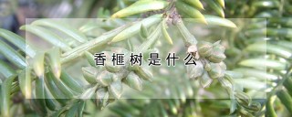 香榧树是什么,第1图