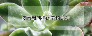 多肉珊瑚棒的养殖方法,第1图