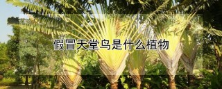 假天堂鸟是什么植物,第1图