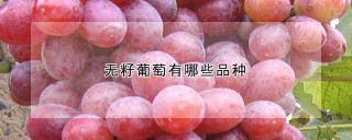 无籽葡萄有哪些品种,第1图