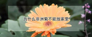 为什么非洲菊不能放家里,第1图