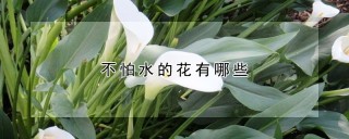 不怕水的花有哪些,第1图