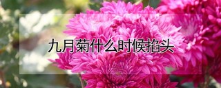 九月菊什么时候掐头,第1图