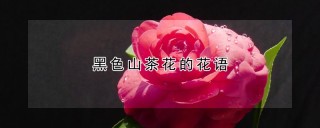 黑色山茶花的花语,第1图