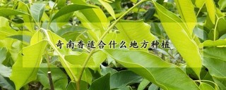 奇南香适合什么地方种植,第1图