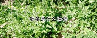 银条是什么植物,第1图