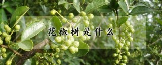 花椒树是什么,第1图