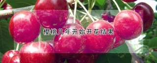 樱桃几年开始开花结果,第1图