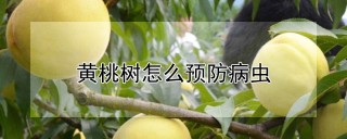 黄桃树怎么预防病虫,第1图