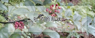 叶子的形状,第1图