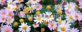 非洲蓝目菊的养殖注意事项,第1图