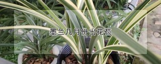 墨兰几月份出花苞,第1图