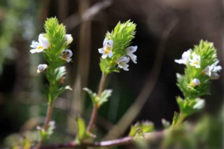 小米花的花语是什么,第2图