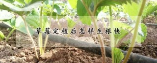 草莓定植后怎样生根快,第1图