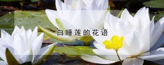 白睡莲的花语,第1图