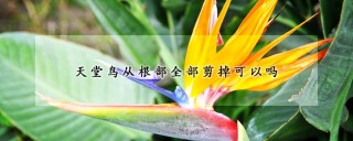 天堂鸟从根部全部剪掉可以吗,第1图