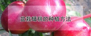 盆栽蟠桃的种植方法,第1图