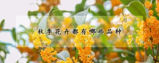 秋季花卉都有哪些品种,第1图