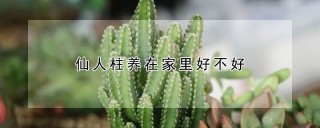 仙人柱养在家里好不好,第1图