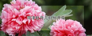 菏泽牡丹几月份开花,第1图