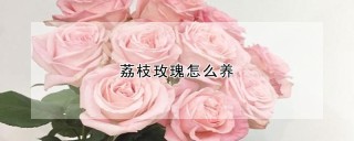 荔枝玫瑰怎么养,第1图