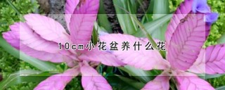 10cm小花盆养什么花,第1图