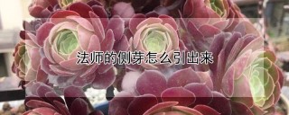 法师的侧芽怎么引出来,第1图