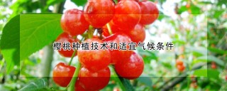 樱桃种植技术和适宜气候条件,第1图