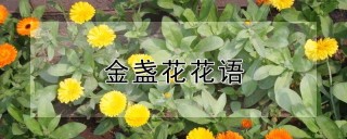 金盏花花语,第1图