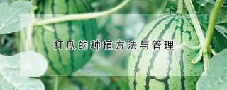 打瓜的种植方法与管理,第1图