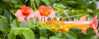 为什么门前不栽凌霄,第1图