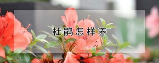 杜鹃怎样养,第1图