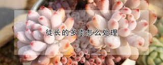 徒长的多肉怎么处理,第1图