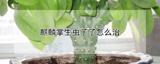 麒麟掌生虫子了怎么治,第1图