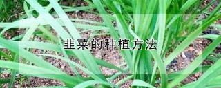 韭菜的种植方法,第1图